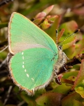 Green Hairstreak (04)