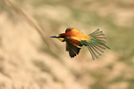 European Bee-eater in flight, Montgai, Spain