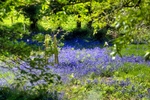 Bluebells in woods near the Golf Course