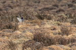 Cinereous Harrier portfolio
