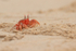 Painted Ghost Crab, San Cristobal, Galapagos