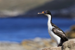 Imperial Shag looks out seaward, Carcass Island, Falklands