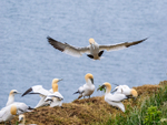 Gannets