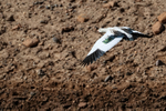 Andean Goose flying showing upperwings, Chile
