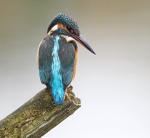 Female Kingfisher