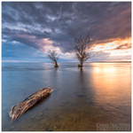 Lough Neagh Trees, Antrim (IMG0830)