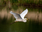 Great White Egret