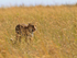 Leopard hunting in the long grass