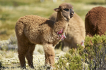 Baby Alpaca