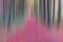 Into the Forest