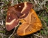 Oak Eggar Moths