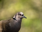 Collared Dove