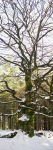 _Panorama-snow-15