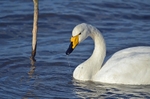 Whooper Swan