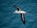 June 2022 - Black-browed Albatross