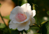 Rose Peace 1