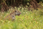 Female Jaguar calling for mate, Corixo Negro, Mato Grosso, Brazil