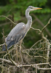 Juvenile Grey Heron - Ardea cinerea RPNP0072