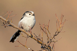 Long-tailed Tit  1901-17584