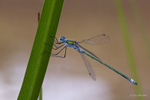 Emerald Damselfy on Iris Leaf 1