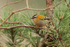 Firecrest perched in a pine tree on Brownsea Island