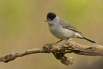 Blackcap (m)