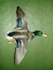 LEO CANALES- MALLARD