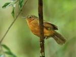Dusky Antbird (female), Panama