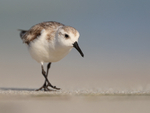 Sanderling approaches at close distance, Fort De Soto, Florida