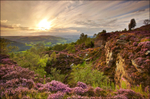 Millstone Edge Heather