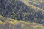 Leaf Out White Mountain