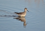 Lesser Yellowlegs