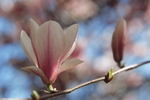 Magnolia Soulangeana-4