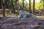 Jaguar  : Estrella