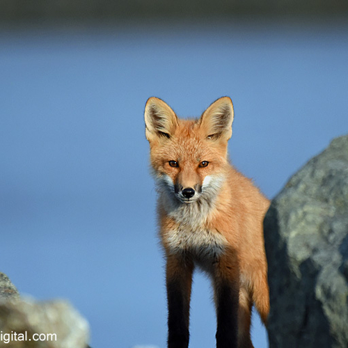A red fox kit @ 12 weeks old.