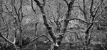 Cressbrook Dale Trees and Moss