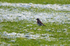Fieldfare