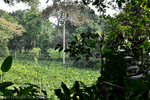 Marantaceae forest