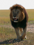 Notch the Lion on the move in the Masai Mara