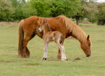 New Forest Foals  - 3