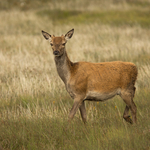 Red Deer