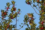 Redwing