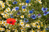 Ruyton wildflower meadow