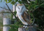 Barn Owl