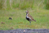 Golden Plover