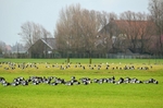 Barnacle Geese