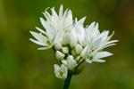 Wild Garlic
