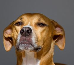 AnimalsCreatures _0073