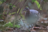 Undulated Tinamou, front view, Pantanal, Brazil