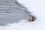 North American River Otter, Yellowstone, Wyoming, USA